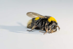 דבורת בומבוס