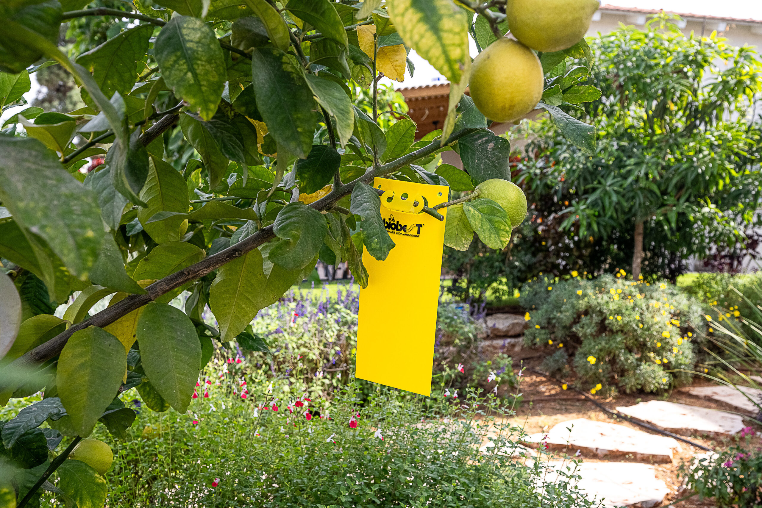 לוחית צהובה תלויה על עץ בגינה