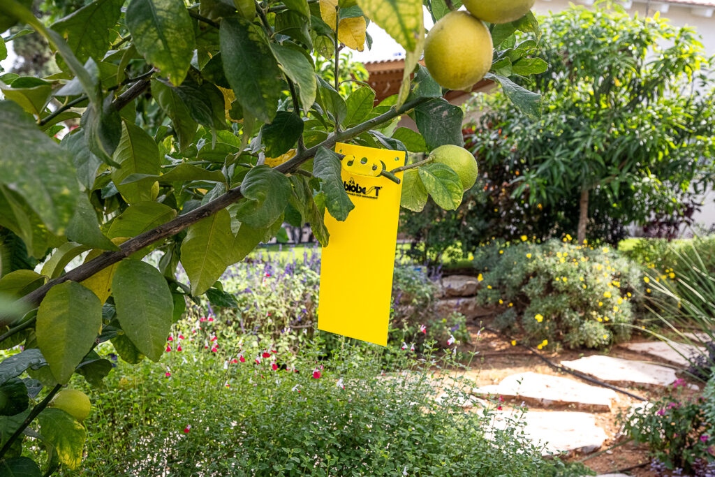 לוחית צהובה תלויה על עץ בגינה