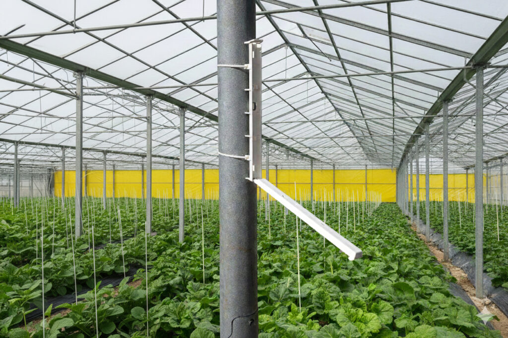 קליפס למלכודות דבק