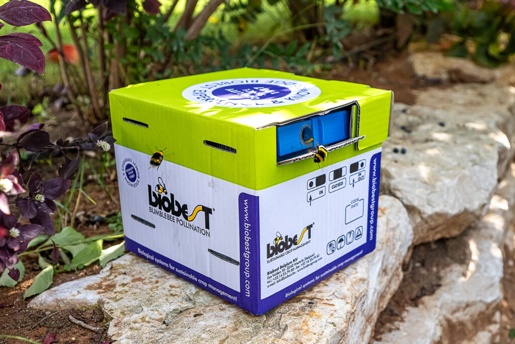 כוורת מיני בגינה עם בומבוס עפות מסביב