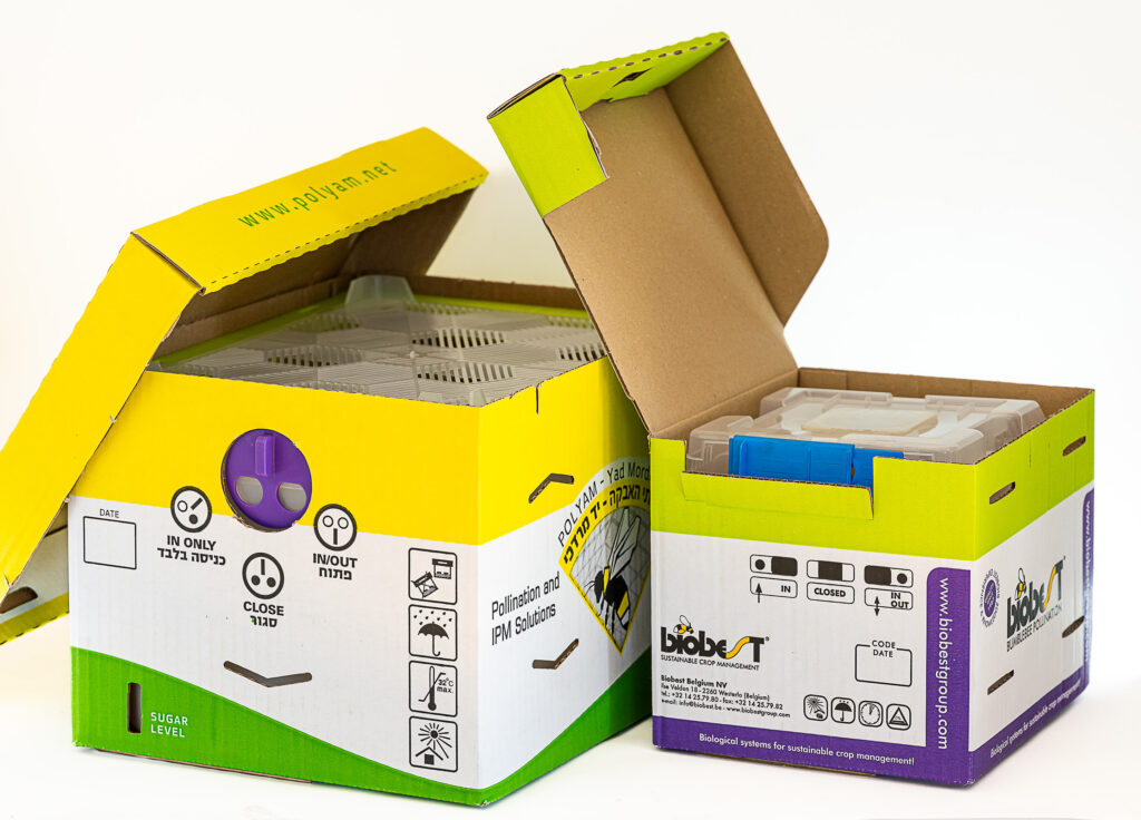 כוורת מיני וכוורת קלאסי ביחד